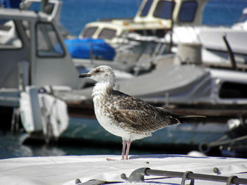 Close-up of seagull perching on shore