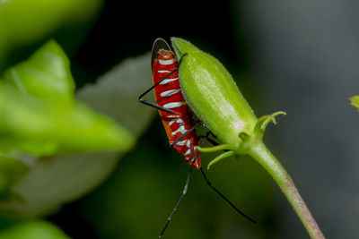 Close-up of insect on leaf