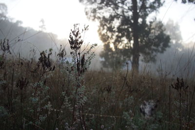 Close-up of plant growing on field