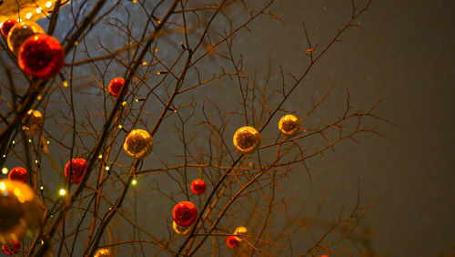 Low angle view of berries on tree against sky