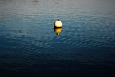 High angle view of duck swimming in sea