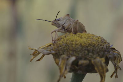 Close-up of insect on flower