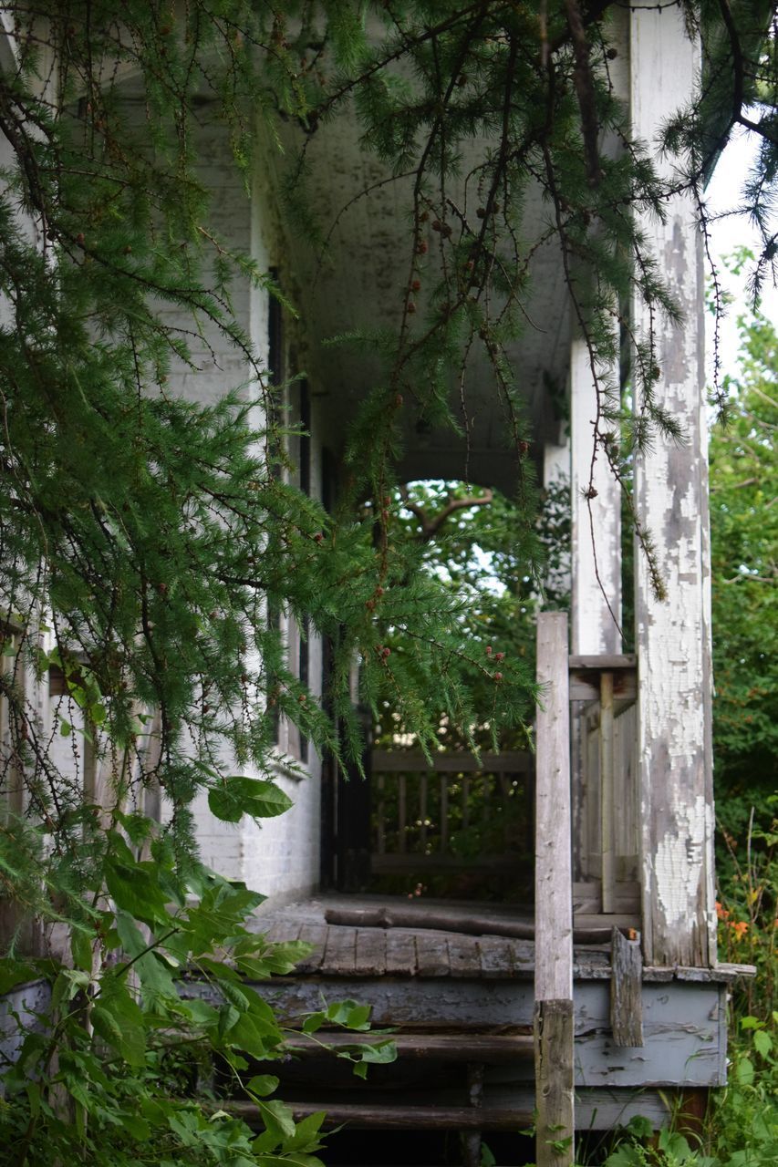 TREES AND ABANDONED BUILDING