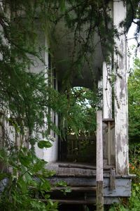 Trees and abandoned building in forest