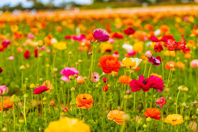 Close-up of poppy flowers in field