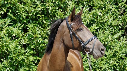 Close-up of horse standing on plants