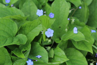 High angle view of flowering plant growing outdoors