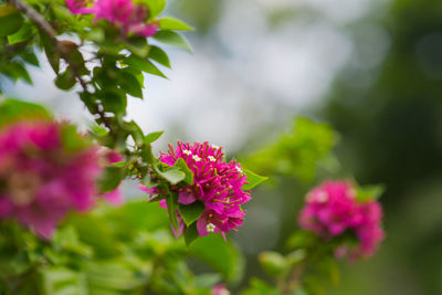 Pink bougainvillea flower on blurred nature background