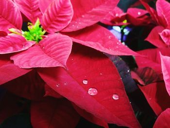 Close-up of raindrops on pink leaves