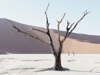 Bare tree on snow covered land against sky