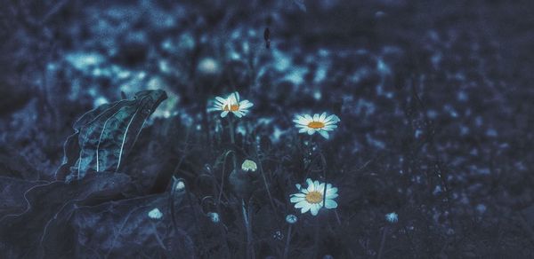 Close-up of flowering plant on land