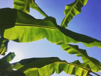 Low angle view of green leaves against sky