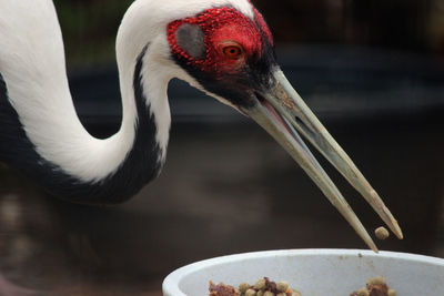 Close-up of a bird