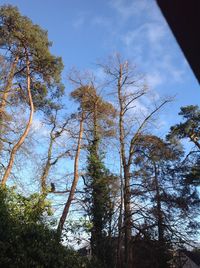 Low angle view of trees against sky