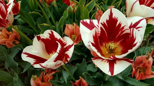Close-up of red flowering plants in park
