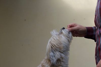 Midsection of person holding dog against sky