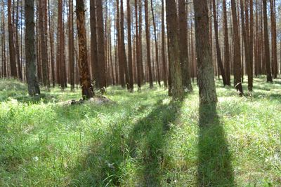 Trees growing in forest