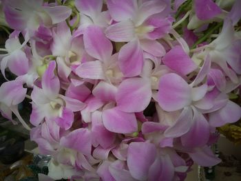 Close-up of pink flowers