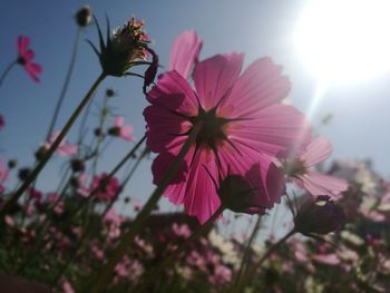 Close-up of pink cosmos flowers