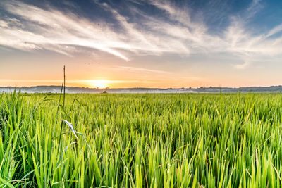 Crops growing on field against sky during sunset