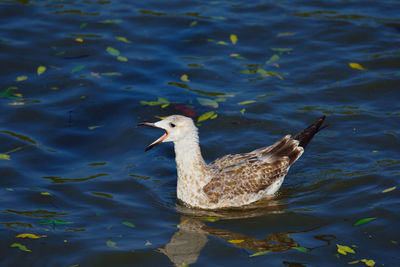 Close-up of duck swimming in lake