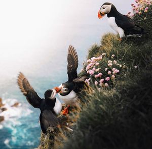 bird