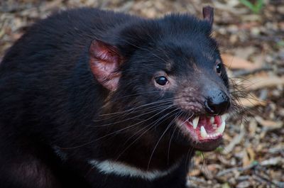 Close-up of tasmanian devil