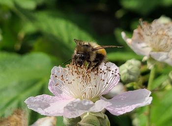 Close-up of bee pollinating flower