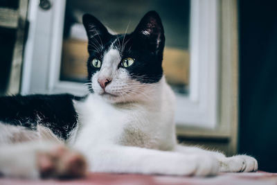 Close-up of cat looking away at home