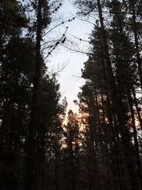 Low angle view of trees in forest against sky