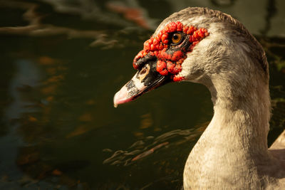 Close-up of a duck