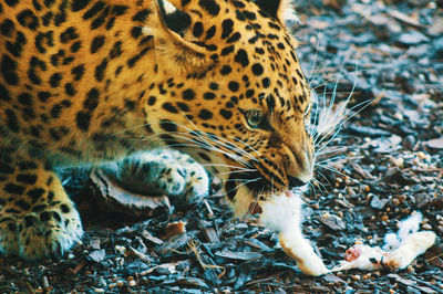 View of cat on field