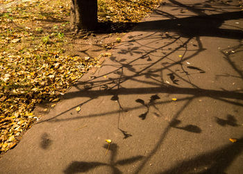 High angle view of shadow on autumn leaves