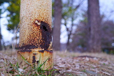 Close-up of tree trunk in forest