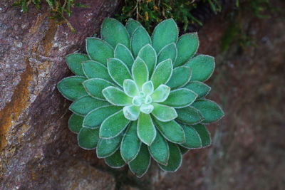 High angle view of succulent plant