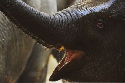Close-up of elephant