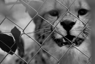 Close-up of dog outdoors