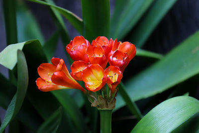 Close-up of red rose flower