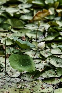 High angle view of leaves on plant