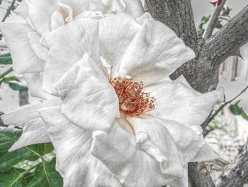Close-up of flower blooming outdoors