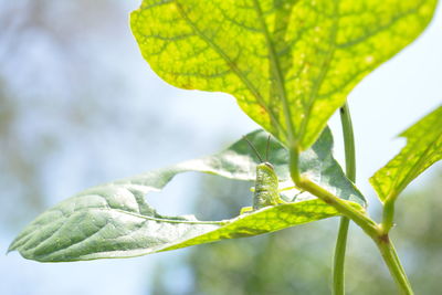 Close-up of insect on plant