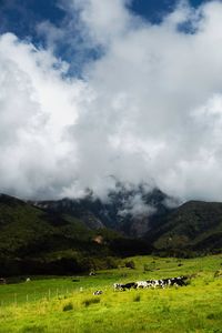 Flock of sheep on grassy field against sky