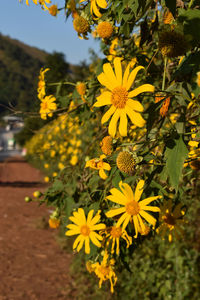 Close-up of yellow flowering plant