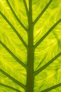 Full frame shot of palm tree leaves