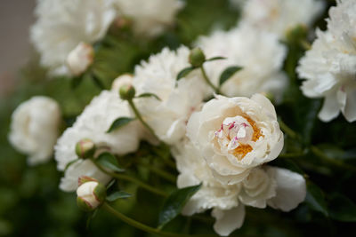 Close-up of white flowering plant