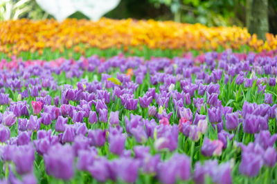 Close-up of pink tulip flowers on field