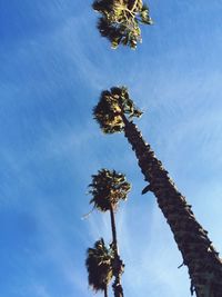 Low angle view of palm trees against sky