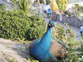 Close-up of peacock