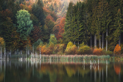 Cuejdel natural lake in the autumn season.