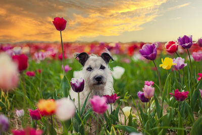 View of pink flowers